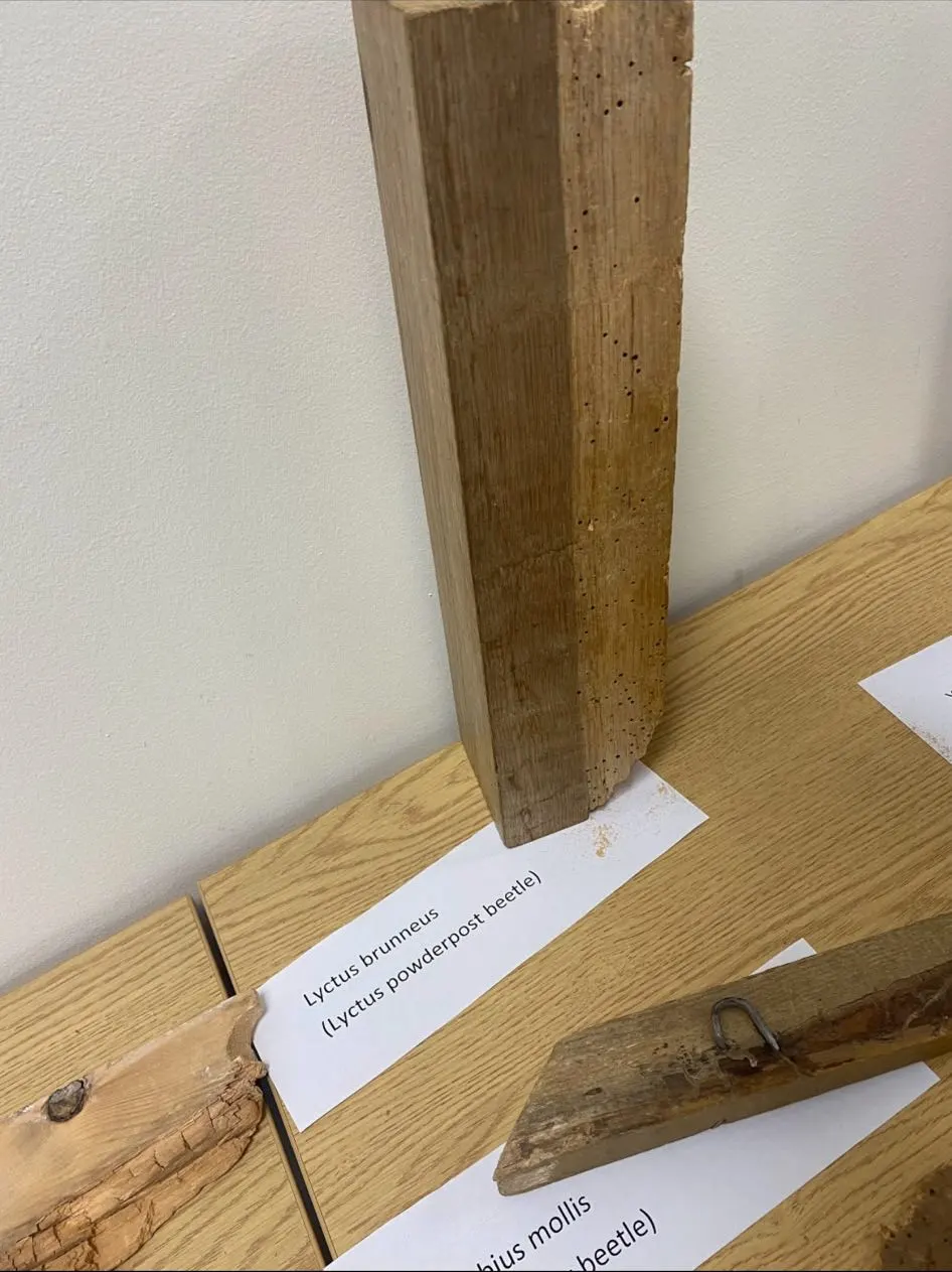 Timber specimens laid out for examination of insect damage